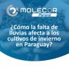 ¿Cómo la falta de lluvias afecta a los cultivos de invierno en Paraguay?