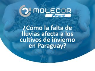 ¿Cómo la falta de lluvias afecta a los cultivos de invierno en Paraguay?
